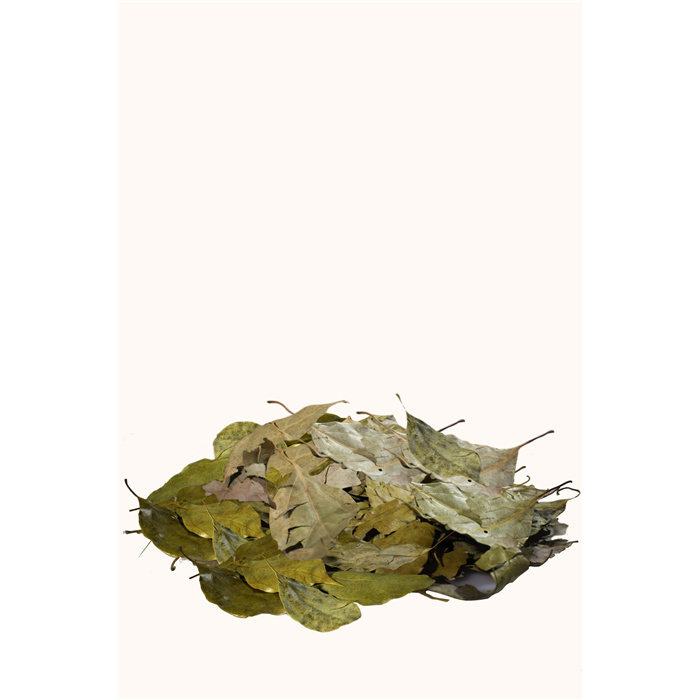 Ravintsara Blad* Bulk Bio 500 g Ravintsara Blad* Bulk Bio 500 g